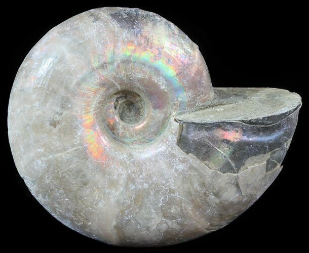 Silver Iridescent Ammonite (Desmoceras) - Madagascar #51511